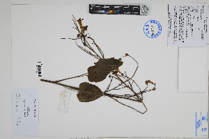  (Nicotiana paniculata - Peru18346)  @11 [ ] CreativeCommons  Attribution Non-Commercial Share-Alike  Unspecified Herbarium of South China Botanical Garden