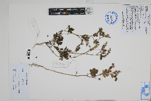  ( - Peru18353)  @11 [ ] CreativeCommons  Attribution Non-Commercial Share-Alike  Unspecified Herbarium of South China Botanical Garden