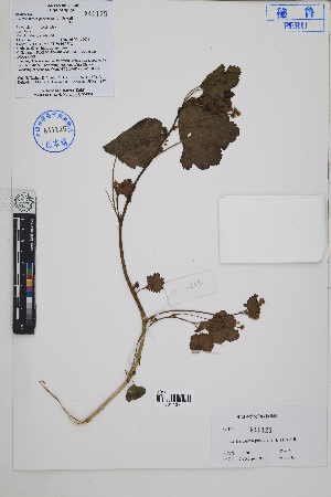  ( - Peru18370)  @11 [ ] CreativeCommons  Attribution Non-Commercial Share-Alike  Unspecified Herbarium of South China Botanical Garden