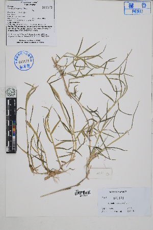  (Cynodon dactylon - Peru18374)  @11 [ ] CreativeCommons  Attribution Non-Commercial Share-Alike  Unspecified Herbarium of South China Botanical Garden