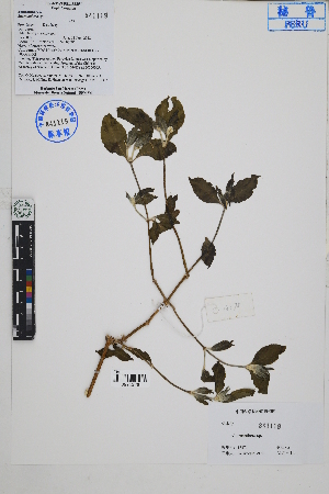  ( - Peru18375)  @11 [ ] CreativeCommons  Attribution Non-Commercial Share-Alike  Unspecified Herbarium of South China Botanical Garden
