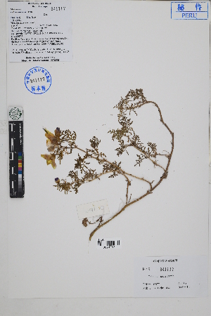  (Palaua dissecta - Peru18377)  @11 [ ] CreativeCommons  Attribution Non-Commercial Share-Alike  Unspecified Herbarium of South China Botanical Garden
