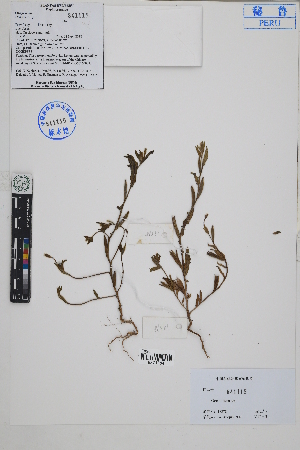  (Oenothera sp - Peru18378)  @11 [ ] CreativeCommons  Attribution Non-Commercial Share-Alike  Unspecified Herbarium of South China Botanical Garden