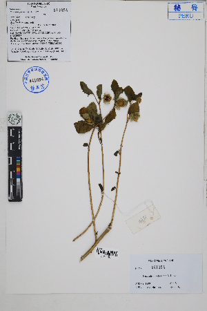  (Nicandra yacheriana - Peru18391)  @11 [ ] CreativeCommons  Attribution Non-Commercial Share-Alike  Unspecified Herbarium of South China Botanical Garden