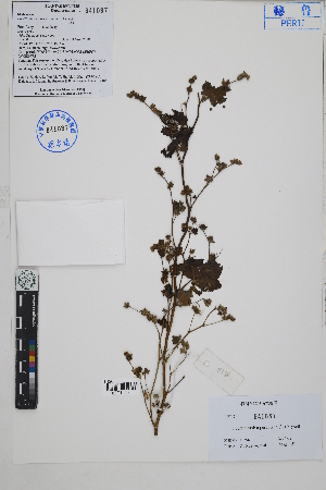  ( - Peru18396)  @11 [ ] CreativeCommons  Attribution Non-Commercial Share-Alike  Unspecified Herbarium of South China Botanical Garden