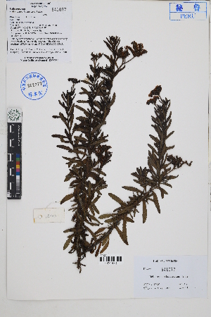  ( - Peru18403)  @11 [ ] CreativeCommons  Attribution Non-Commercial Share-Alike  Unspecified Herbarium of South China Botanical Garden