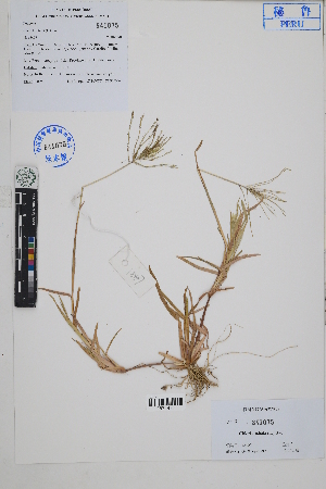  (Chloris - Peru18407)  @11 [ ] CreativeCommons  Attribution Non-Commercial Share-Alike  Unspecified Herbarium of South China Botanical Garden