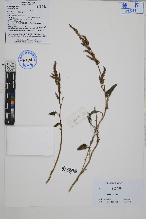  ( - Peru18413)  @11 [ ] CreativeCommons  Attribution Non-Commercial Share-Alike  Unspecified Herbarium of South China Botanical Garden
