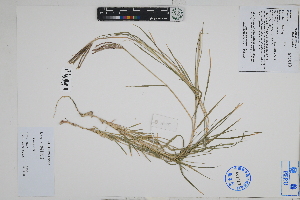  (Cynodon sp - Peru18415)  @11 [ ] CreativeCommons  Attribution Non-Commercial Share-Alike  Unspecified Herbarium of South China Botanical Garden