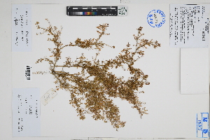  (Lepidium sp - Peru18417)  @11 [ ] CreativeCommons  Attribution Non-Commercial Share-Alike  Unspecified Herbarium of South China Botanical Garden