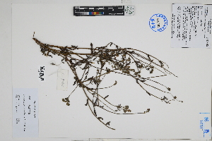  (Cryptantha granulosa - Peru18426)  @11 [ ] CreativeCommons  Attribution Non-Commercial Share-Alike  Unspecified Herbarium of South China Botanical Garden