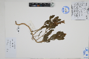  (Nolana aticoana - Peru18428)  @11 [ ] CreativeCommons  Attribution Non-Commercial Share-Alike  Unspecified Herbarium of South China Botanical Garden