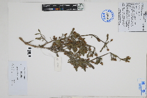  (Lippia nodiflora - Peru18430)  @11 [ ] CreativeCommons  Attribution Non-Commercial Share-Alike  Unspecified Herbarium of South China Botanical Garden