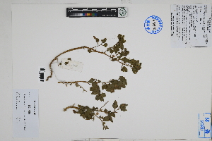  (Nolana adansonii - Peru18432)  @11 [ ] CreativeCommons  Attribution Non-Commercial Share-Alike  Unspecified Herbarium of South China Botanical Garden