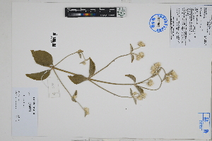  ( - Peru18433)  @11 [ ] CreativeCommons  Attribution Non-Commercial Share-Alike  Unspecified Herbarium of South China Botanical Garden
