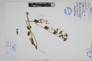  (Erodium malacoides - Peru18436)  @11 [ ] CreativeCommons  Attribution Non-Commercial Share-Alike  Unspecified Herbarium of South China Botanical Garden