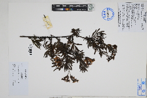 ( - Peru18444)  @11 [ ] CreativeCommons  Attribution Non-Commercial Share-Alike  Unspecified Herbarium of South China Botanical Garden