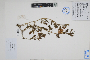  (Nolana volcanica - Peru18447)  @11 [ ] CreativeCommons  Attribution Non-Commercial Share-Alike  Unspecified Herbarium of South China Botanical Garden