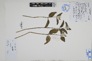  ( - Peru18450a)  @11 [ ] CreativeCommons  Attribution Non-Commercial Share-Alike  Unspecified Herbarium of South China Botanical Garden
