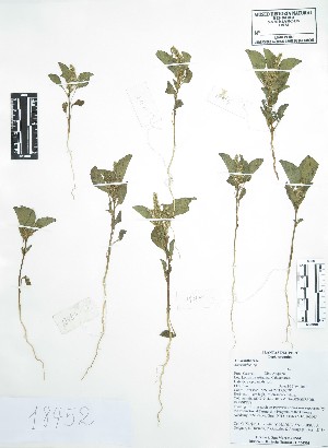  (Amaranthus sp - Peru18452)  @11 [ ] CreativeCommons  Attribution Non-Commercial Share-Alike  Unspecified Universidad Nacional Mayor de San Marcos, Museo de Historia Natural