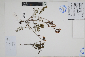  ( - Peru18453)  @11 [ ] CreativeCommons  Attribution Non-Commercial Share-Alike  Unspecified Herbarium of South China Botanical Garden