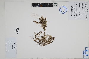  (Portulaca pilosa - Peru18470)  @11 [ ] CreativeCommons  Attribution Non-Commercial Share-Alike  Unspecified Herbarium of South China Botanical Garden