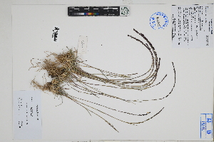  (Eragrostis attenuata - Peru18473)  @11 [ ] CreativeCommons  Attribution Non-Commercial Share-Alike  Unspecified Herbarium of South China Botanical Garden