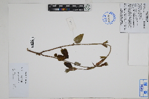  (Salvia formosa - Peru18493)  @11 [ ] CreativeCommons  Attribution Non-Commercial Share-Alike  Unspecified Herbarium of South China Botanical Garden