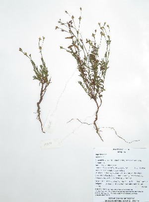  (Hypericum sp - Peru18496)  @11 [ ] CreativeCommons  Attribution Non-Commercial Share-Alike  Unspecified Herbarium of South China Botanical Garden