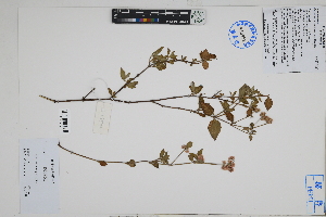  (Alternanthera porrigens - Peru18500)  @11 [ ] CreativeCommons  Attribution Non-Commercial Share-Alike  Unspecified Herbarium of South China Botanical Garden