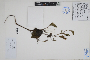 (Cordia - Peru18502)  @11 [ ] CreativeCommons  Attribution Non-Commercial Share-Alike  Unspecified Herbarium of South China Botanical Garden