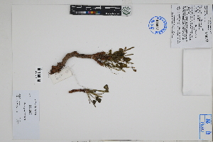  ( - Peru18509)  @11 [ ] CreativeCommons  Attribution Non-Commercial Share-Alike  Unspecified Herbarium of South China Botanical Garden
