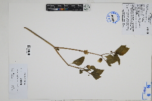  (Jaltomata quipuscoae - Peru18513)  @11 [ ] CreativeCommons  Attribution Non-Commercial Share-Alike  Unspecified Herbarium of South China Botanical Garden