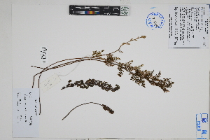  (Myriopteris myriophylla - Peru18515)  @11 [ ] CreativeCommons  Attribution Non-Commercial Share-Alike  Unspecified Herbarium of South China Botanical Garden