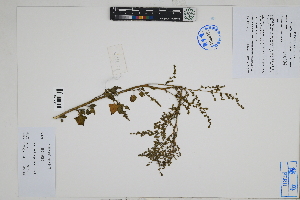  ( - Peru18517)  @11 [ ] CreativeCommons  Attribution Non-Commercial Share-Alike  Unspecified Herbarium of South China Botanical Garden