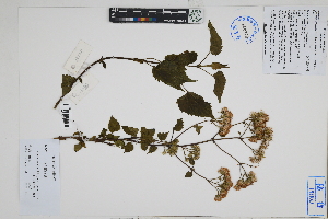  (Ageratina articulata - Peru18520)  @11 [ ] CreativeCommons  Attribution Non-Commercial Share-Alike  Unspecified Herbarium of South China Botanical Garden