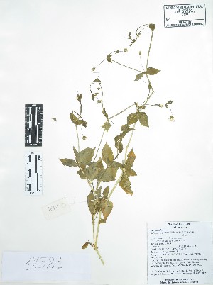  (Stellaria cuspidata - Peru18521)  @11 [ ] CreativeCommons  Attribution Non-Commercial Share-Alike  Unspecified Universidad Nacional Mayor de San Marcos, Museo de Historia Natural