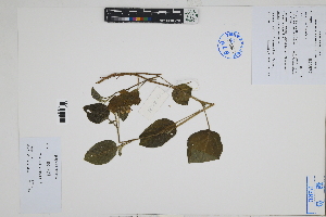  (Cestrum tomentosum - Peru18525)  @11 [ ] CreativeCommons  Attribution Non-Commercial Share-Alike  Unspecified Herbarium of South China Botanical Garden