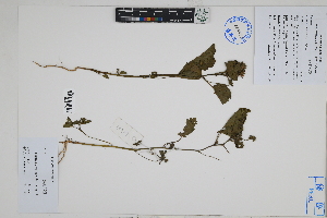  (Fuertesimalva limensis - Peru18527)  @11 [ ] CreativeCommons  Attribution Non-Commercial Share-Alike  Unspecified Herbarium of South China Botanical Garden