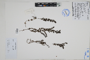  (Galium sp - Peru18534)  @11 [ ] CreativeCommons  Attribution Non-Commercial Share-Alike  Unspecified Herbarium of South China Botanical Garden