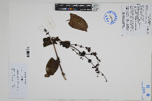  (Lepechinia - Peru18540)  @11 [ ] CreativeCommons  Attribution Non-Commercial Share-Alike  Unspecified Herbarium of South China Botanical Garden