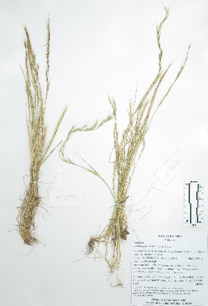  (Festuca myuros - Peru18543)  @11 [ ] CreativeCommons  Attribution Non-Commercial Share-Alike  Unspecified Universidad Nacional Mayor de San Marcos, Museo de Historia Natural