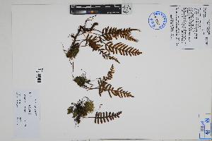  (Pleopeltis - Peru18546)  @11 [ ] CreativeCommons  Attribution Non-Commercial Share-Alike  Unspecified Herbarium of South China Botanical Garden