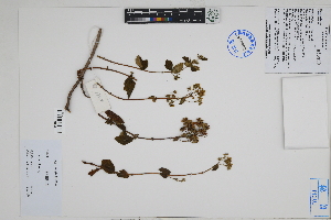  ( - Peru18548)  @11 [ ] CreativeCommons  Attribution Non-Commercial Share-Alike  Unspecified Herbarium of South China Botanical Garden