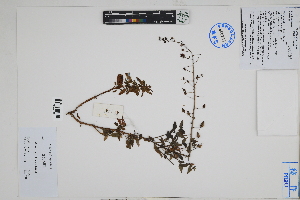  (Alonsoa - Peru18550)  @11 [ ] CreativeCommons  Attribution Non-Commercial Share-Alike  Unspecified Herbarium of South China Botanical Garden
