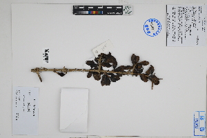  (Randia armata - Peru18558)  @11 [ ] CreativeCommons  Attribution Non-Commercial Share-Alike  Unspecified Herbarium of South China Botanical Garden