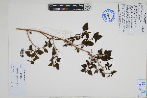 (Jaltomata atiquipa - Peru18566)  @11 [ ] CreativeCommons  Attribution Non-Commercial Share-Alike  Unspecified Herbarium of South China Botanical Garden