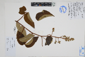  (Rubus urticifolius - Peru18567)  @11 [ ] CreativeCommons  Attribution Non-Commercial Share-Alike  Unspecified Herbarium of South China Botanical Garden