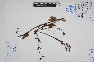  (Verbena litoralis - Peru18570)  @11 [ ] CreativeCommons  Attribution Non-Commercial Share-Alike  Unspecified Herbarium of South China Botanical Garden