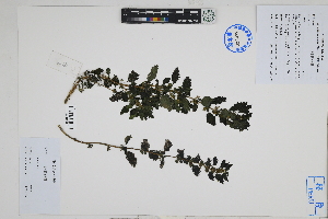  (Urtica urens - Peru18574)  @11 [ ] CreativeCommons  Attribution Non-Commercial Share-Alike  Unspecified Herbarium of South China Botanical Garden